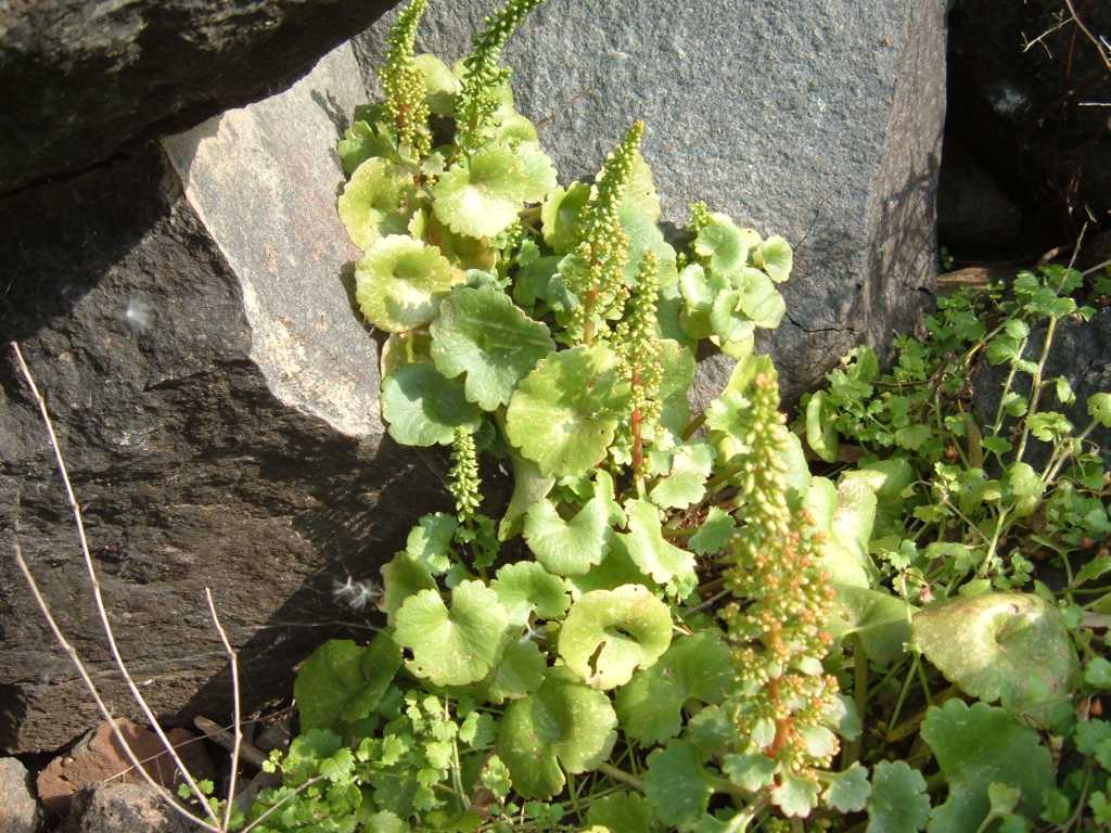 Umbilicus rupestris